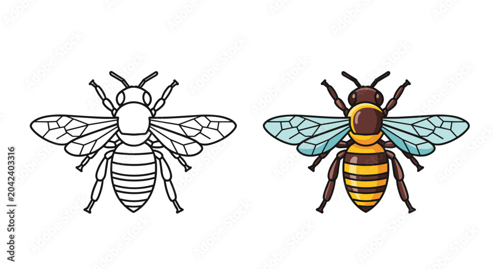 Fototapeta premium Illustration of a honey bee in two versions with one black and white line drawing and one colored icon on a white background.