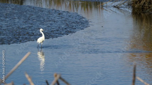 South Carolina, a Snowy Egret (Egretta thula), A bird (Aves) catches fish in a shallow lagoon within a swamp ecosystem.