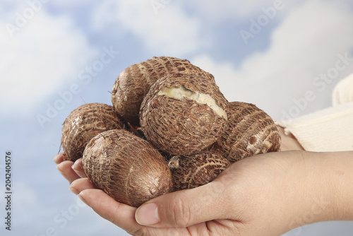 Tableau sur toile Fresh Taro Roots in Hands Against Sky - Delicious Asian Root Vegetables from Sha