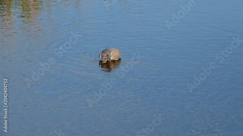 South Carolina, a Striated Heron (Butorides striata), also known as the little heron.