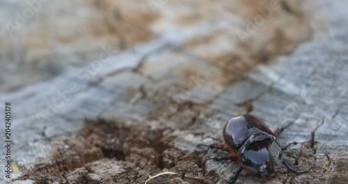 Detailed nature close-up showing the head and horn of a large male rhinoceros beetle resting on dry wood. The clip ends with a soft defocus, useful for video transitions