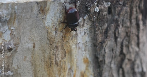 Horned Scarab Beetle Clinging to the Side of a Tree