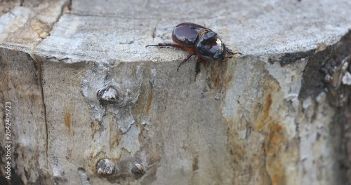 Oryctes Nasicornis Beetle Crawling on Rough Wood Macro