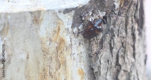 Detailed wildlife close-up showing a dark, shiny rhinoceros beetle holding onto textured tree bark. Great nature B-roll highlighting the insect's natural habitat and gripping claws