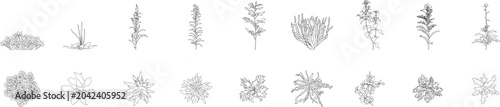 Photos Colonizing & Shrubby Weeds plants, top and front view, landscape, floor plan, ar