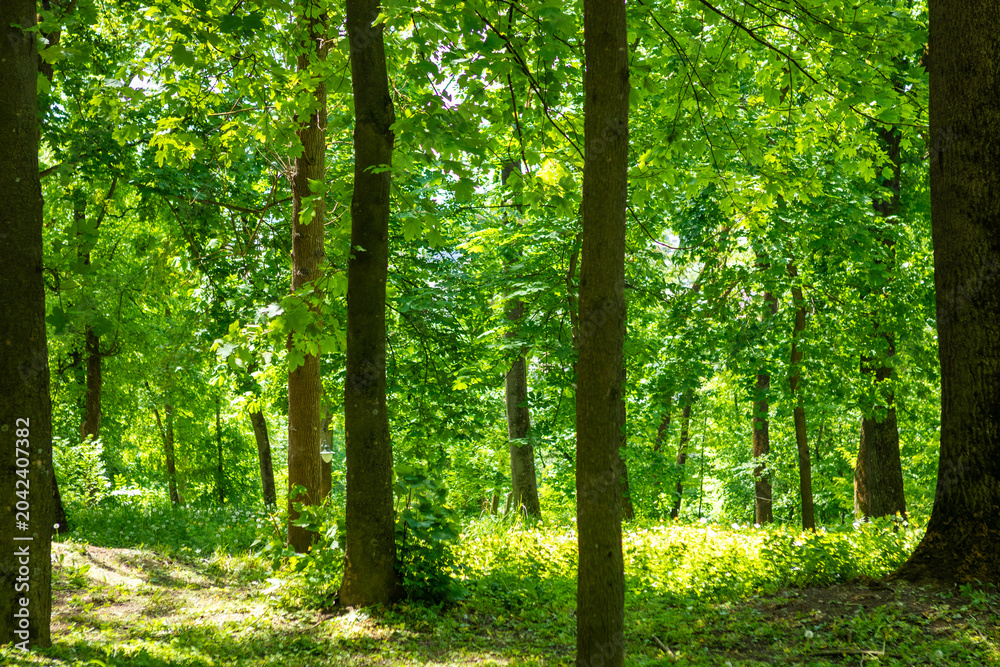 Fototapeta premium Sunlit green forest with tall trees and leafy canopy in a peaceful summer park setting