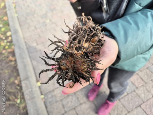 Photography Black walnut in hand, as it grows on a tree