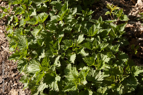 Dense young nettle growing in warm spring sunlight. Fresh green vegetation fills the frame with vibrant natural texture and seasonal atmosphere.