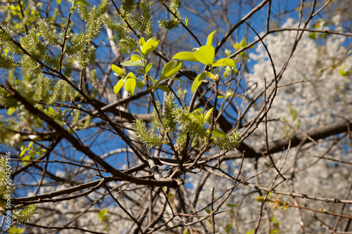 Flowering willow branch in spring with green leaves. Selective focus and softly blurred background create delicate natural atmosphere.