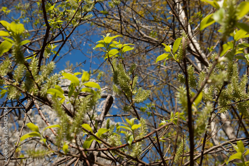 Flowering willow branch in spring with green leaves. Selective focus and softly blurred background create delicate natural atmosphere.