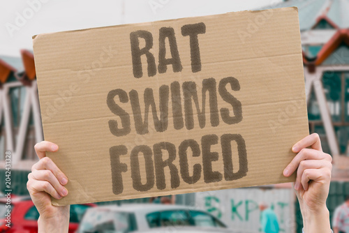 Bilde på lerret "Rat swims forced" Rodent pushed into water task