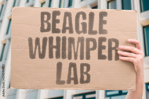 Photos "Beagle whimper lab" Dog cries in research facility