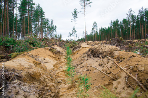 Green pine tree saplings planted by humans.