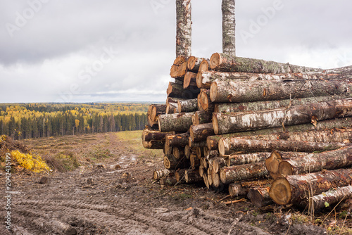 stacks of timber lie in the logging area