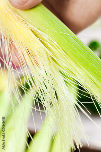 Картината върху платно Fresh corn on the cob being husked showing green leaves and golden silk strands