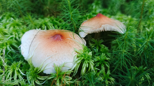 Photos Mushrooms containing psilocybin grow in the forest.