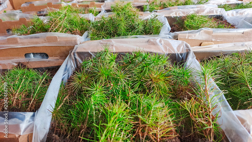 Green pine seedlings in boxes, prepared for planting and landscaping.