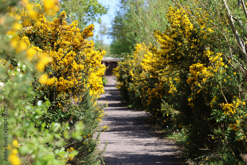 Quadro su tela landscape format photo of vibrant yellow gorse bushes alongside a dirt path