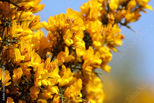 Tableau sur toile Vibrant close up of common gorse bush in Ireland