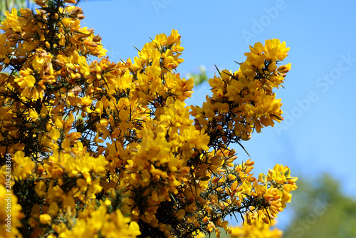 Tableau sur toile common gorse plant close up with prickly needles against a bright blue sky