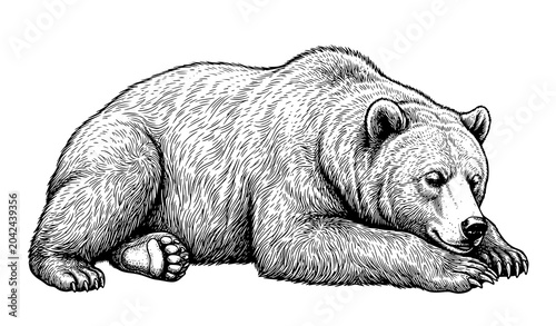 Photography Resting Bear Wildlife Animal Detailed Engraving Illustration Artwork