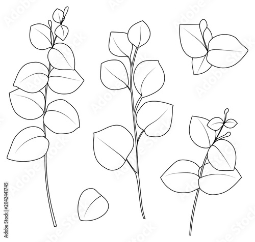 Eucalyptus Branches Collection, Botanical Line Art Elements Set, Hand Drawn Leaves
