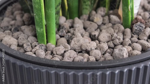 Expanded clay pebbles surrounding green houseplant in pot