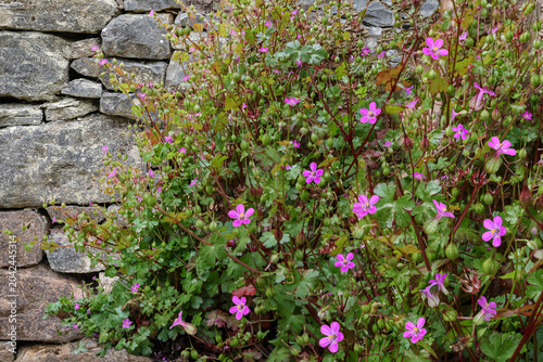 A woodland geranium plant with pink wild flowers growing against an old stone wall in the countyside