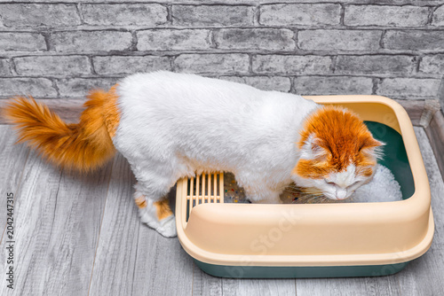Canvastavla A cat sniffs a tray with fresh litter
