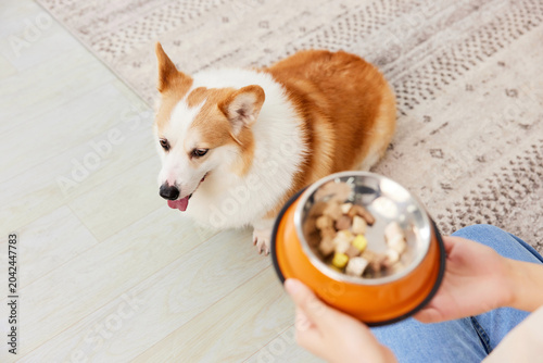Tableau sur toile Pembroke Welsh Corgi Waiting for Food Bowl at Home