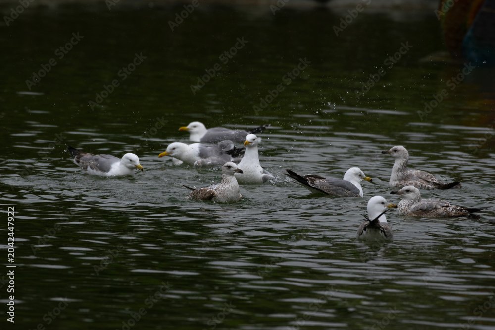 Fototapeta premium Seagulls dive into the water. Seagulls playing in the sea, taking off, floating..