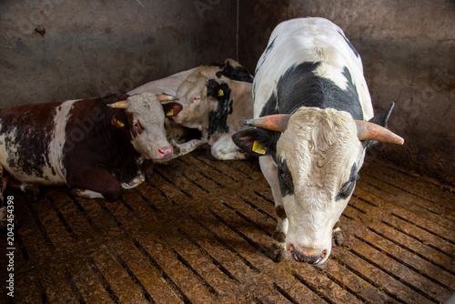 spotted bulls in barn on dutch farm in holland
