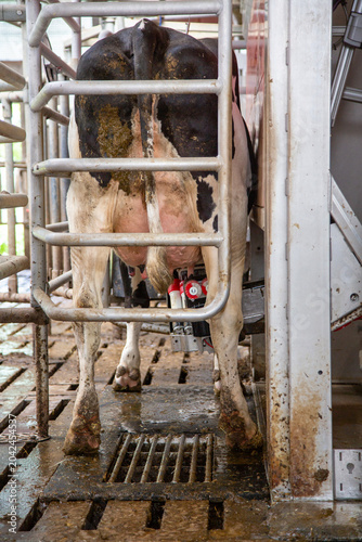 spotted black and white cow being milked by robot in dutch farm