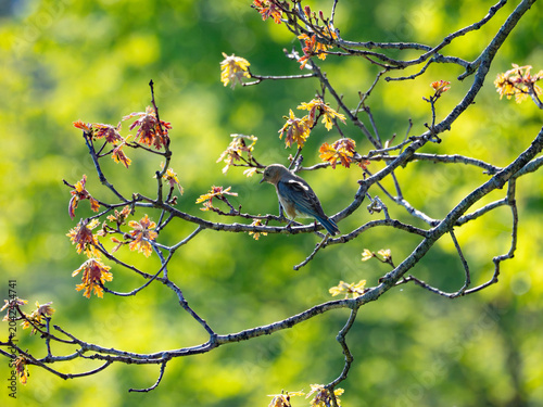Foto an eastern bluebird in a tree
