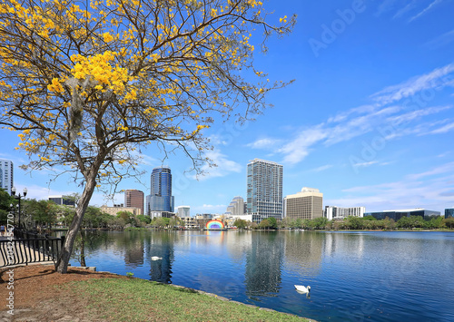 Spring blooming tree at Lake Eola in Orlando, Florida, USA. 