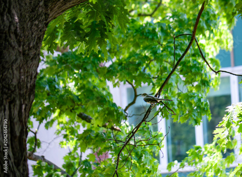 Vászonkép Northern mockingbird in the park