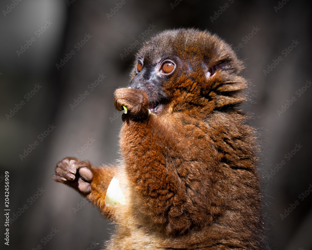 Fototapeta premium Red Bellied Lemur Lemur Feeding Close up
