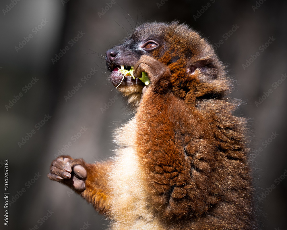 Fototapeta premium Red Bellied Lemur Lemur Feeding Close up