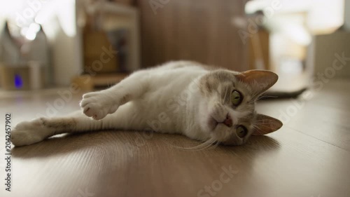 Relaxed Cat Lying On Wooden Floor