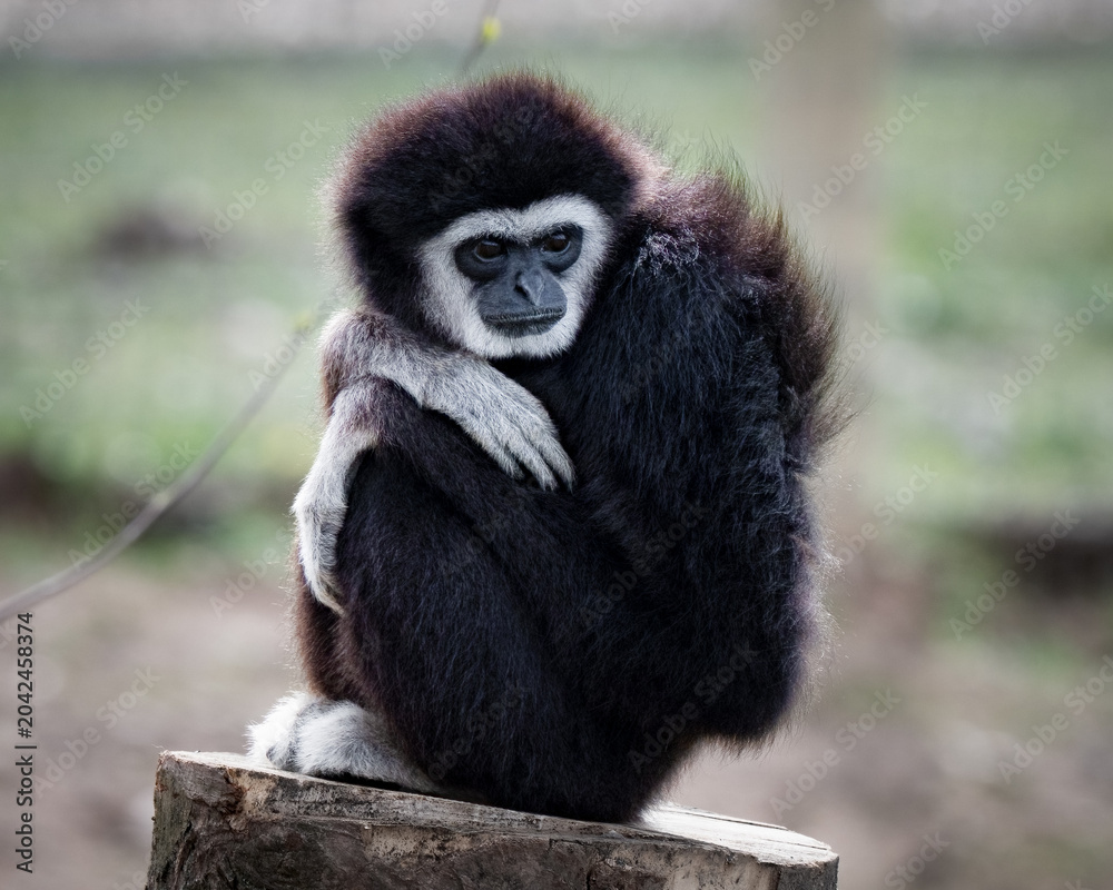 Fototapeta premium Male Gibbon Sitting in a Tree Stump