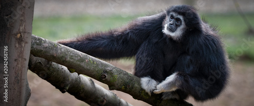 Canvas-taulu Male Gibbon Sitting in a Tree