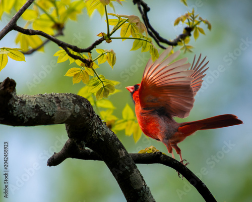Billede på lærred Beautiful closeup portrait of strikingly pretty male Northern Cardinal inflight