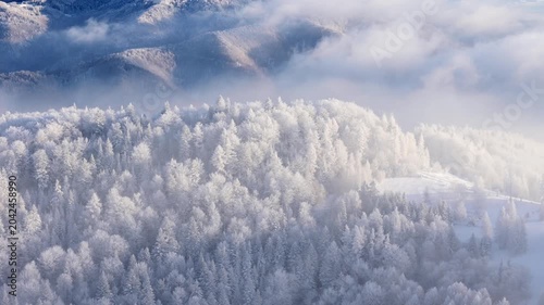 Aerial view of a forest covered with frost on the mountain slopes