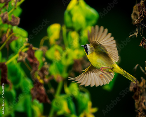 Photography Beautiful closeup portrait of stunning male Common Yellowthroat inflight in dram