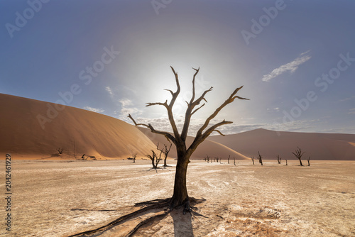 Dead camelthorn trees in Deadvlei