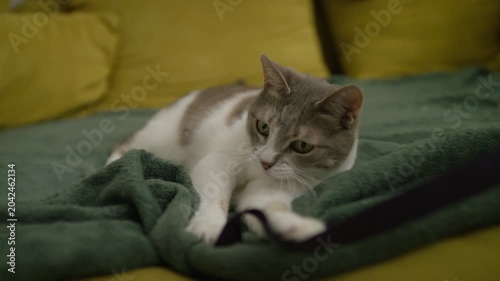 Playful Cat Catching Ribbon On Blanket