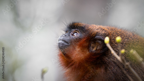 Photography Close up Side View Titi Monkey
