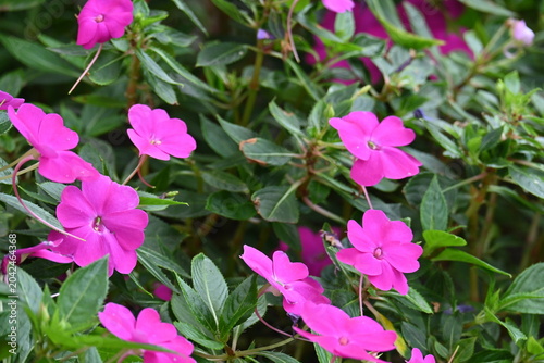 Konstfotografi Botanico de Arganzuela