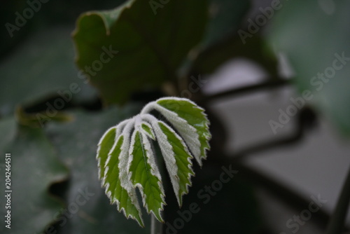 Cuadro en lienzo Botanico de Arganzuela