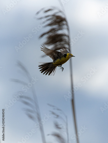 Male Citrine wagtail in fly